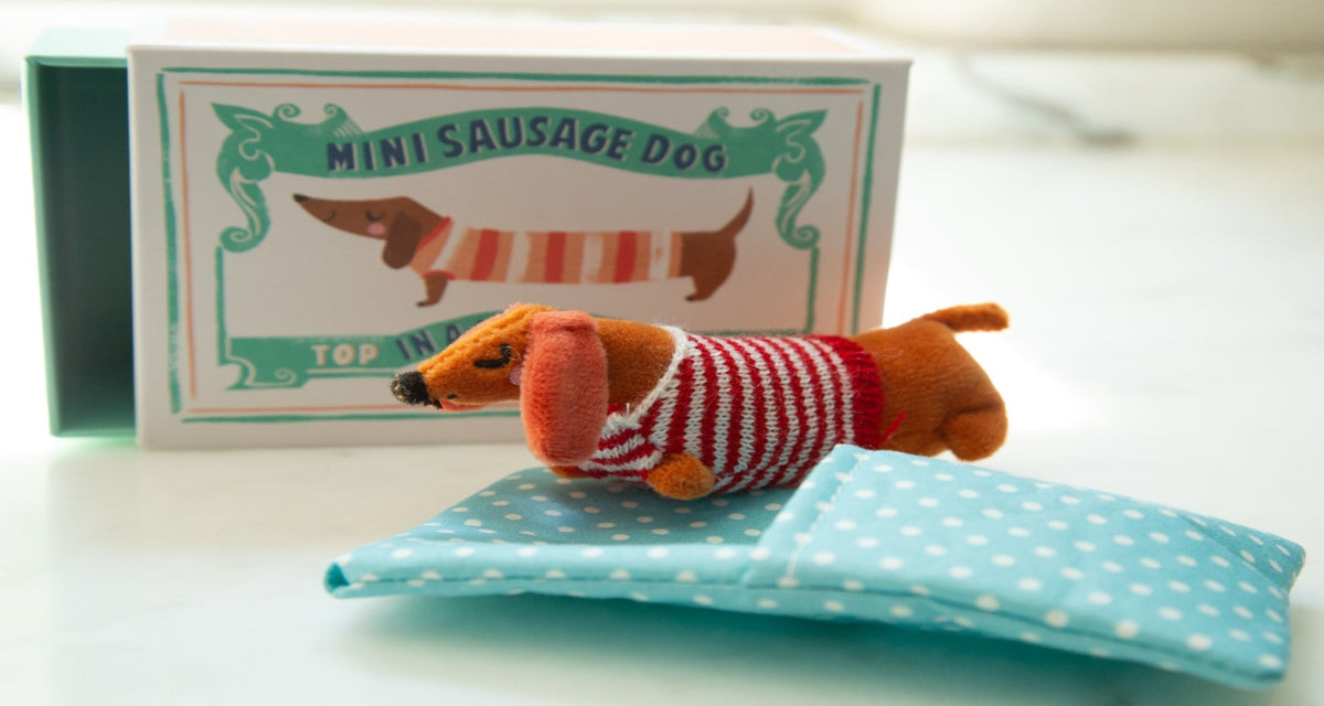 Baby Sausage Dog Wearing Striped Knitted Sweater