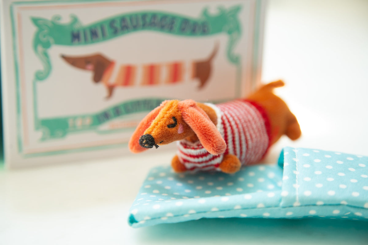 Baby Sausage Dog Wearing Striped Knitted Sweater